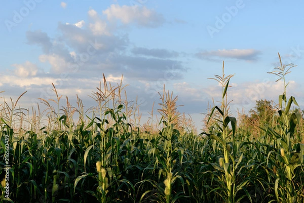 Obraz field corn
