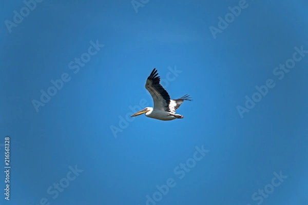 Fototapeta Pelecanus onocrotalus