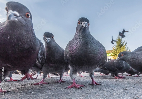 Obraz Pigeons on the street are photographed from the ground level