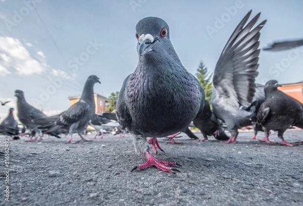 Fototapeta Gołębie na ulicy są fotografowane z poziomu gruntu