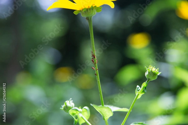 Obraz Aphids on Flower