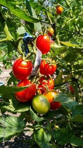Obraz tomatoes