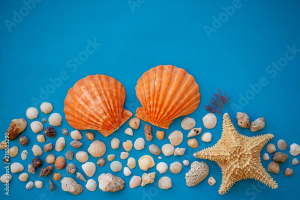 Obraz Shell background ZK