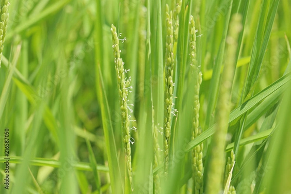 Fototapeta 稲の花