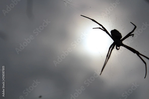 Fototapeta spider
