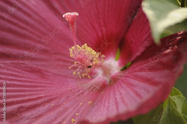 Obraz pink hibiscus stamen