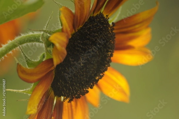 Fototapeta sunflower side close