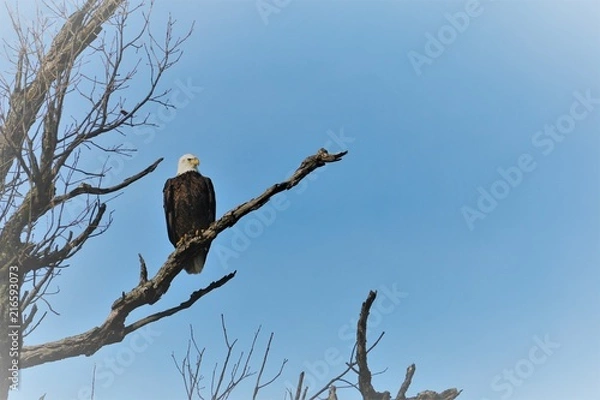 Fototapeta Eagle watching over