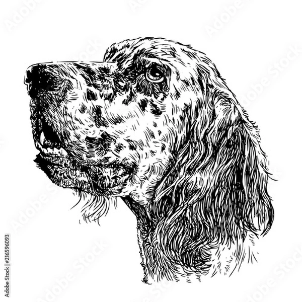 Fototapeta English setter