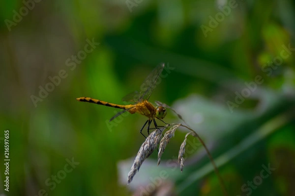 Fototapeta Dragonfly