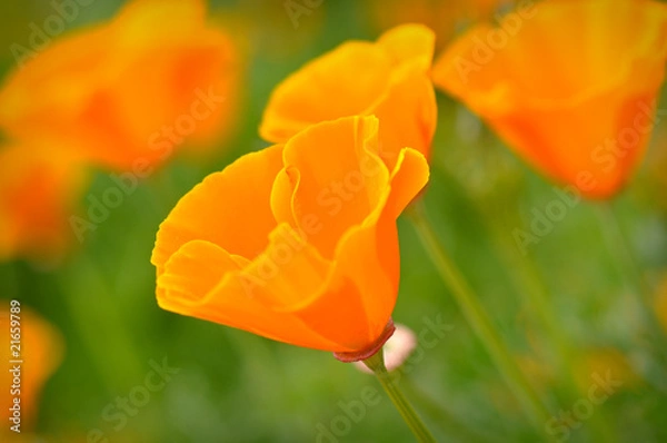 Fototapeta California Spring Poppy Macro Close Up