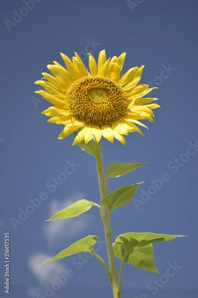 Obraz 青空に向日葵