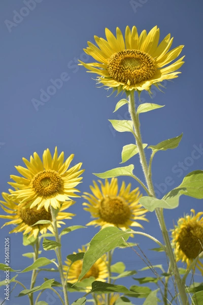Obraz 青空に向日葵