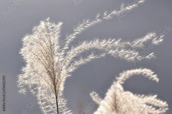 Obraz 冬のすすき