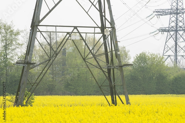 Obraz Rape Field 4 with elecricity Pylon 