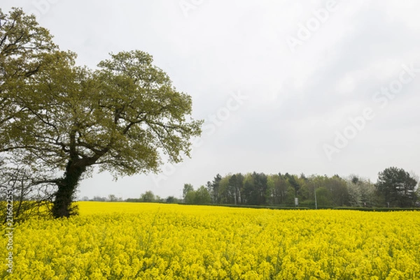 Obraz Rape Field