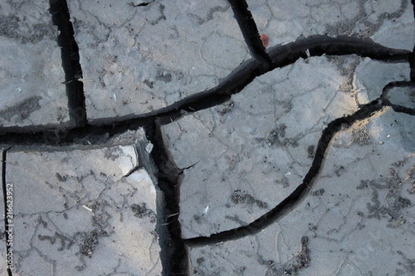 Fototapeta dried ground