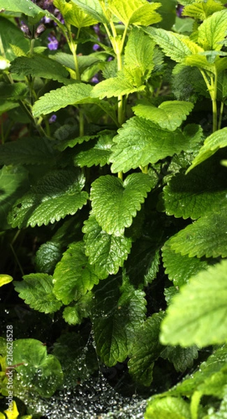 Obraz Lemon Mint with spider web