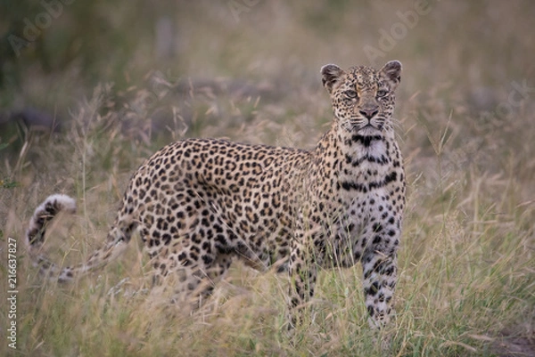 Obraz A horizontal, colour image of a female leopard, Panthera pardus, with an unusual face in the Greater Kruger Transfrontier Park, South Africa.