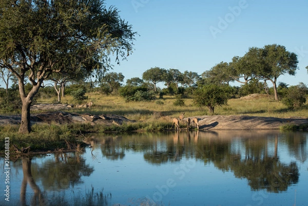 Obraz A horizontal, colour image of a herd of kudu, Tragelaphus strepsiceros, drinking from a dam in the Greater Kruger Transfrontier Park, South Africa.