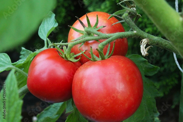 Obraz pomidor