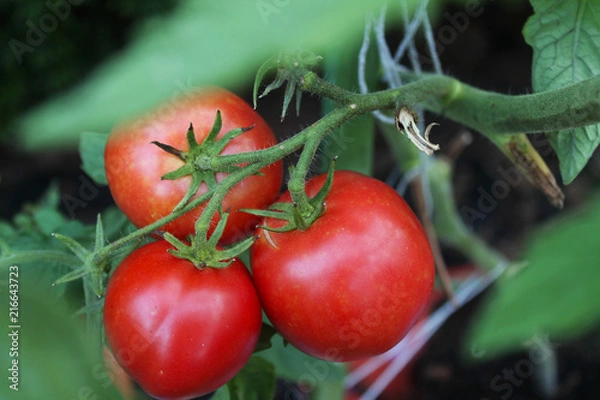 Obraz pomidor