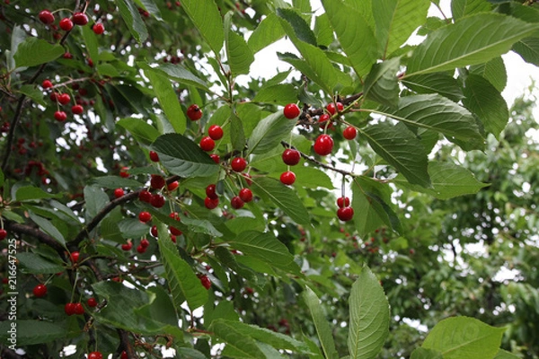 Obraz Sour cherries