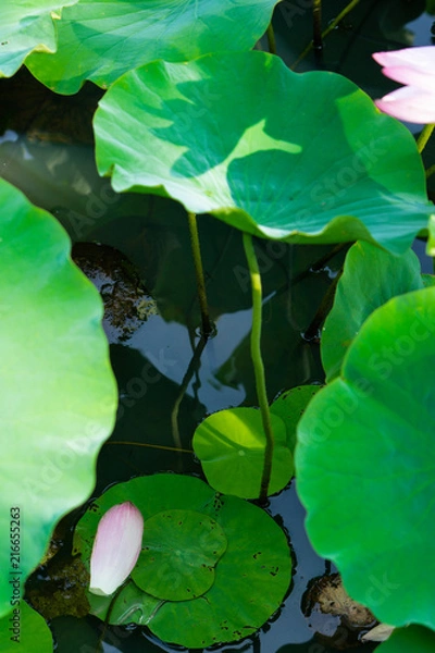 Obraz 散った蓮の花びら