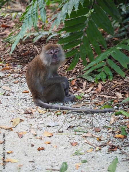 Obraz Long Tailed Macaque Monkey