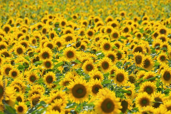 Obraz 日本一を誇るひまわりの里／北海道北竜町