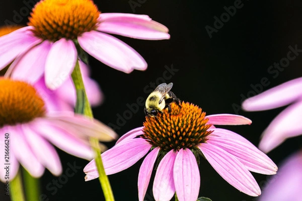 Obraz Common Eastern Bumble Bee, Bombus impatiens, pollinates purple cone flower in Haslett, Michigan, USA.