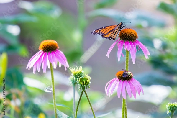 Fototapeta Monarch Butterfly, Danaus plexippus, enjoys nectar from a purple coneflower echinacea bloom in the garden