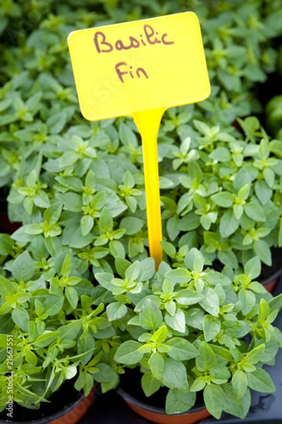 Fototapeta Basilic fin