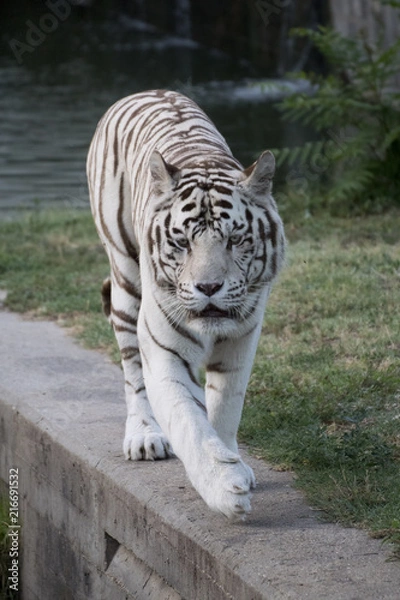 Obraz Tigrede bengala blanco macho