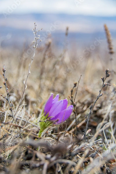 Fototapeta Spring color. Весенний цвет
