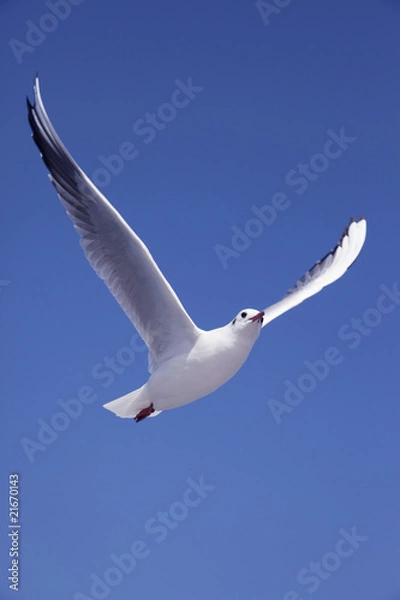 Obraz 縦位置で青い大空に羽ばたくカモメ