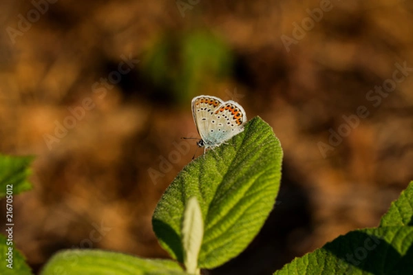 Fototapeta Bläuling