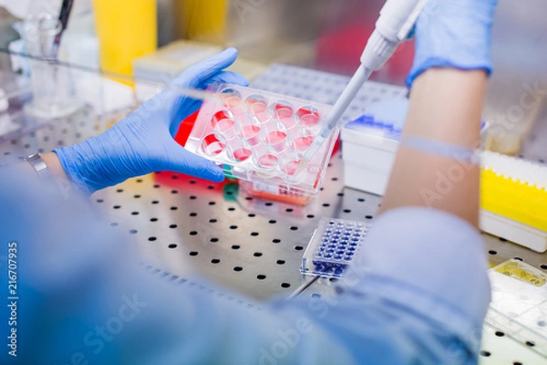 Obraz Laboratory work with tissue cultures