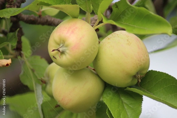Obraz Äpfel am Baum 