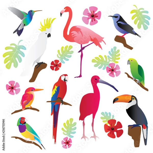 Obraz Tropical birds vector illustration collection set. Colorful and exotic nature. Parrot, toucan, macaw flamingo and other flying creatures. Green decorative leaves.