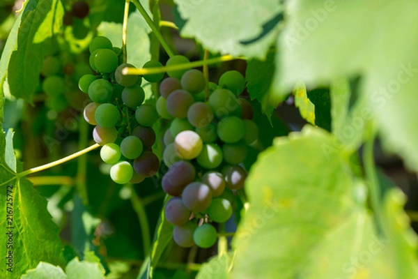 Fototapeta red grapevines in summer