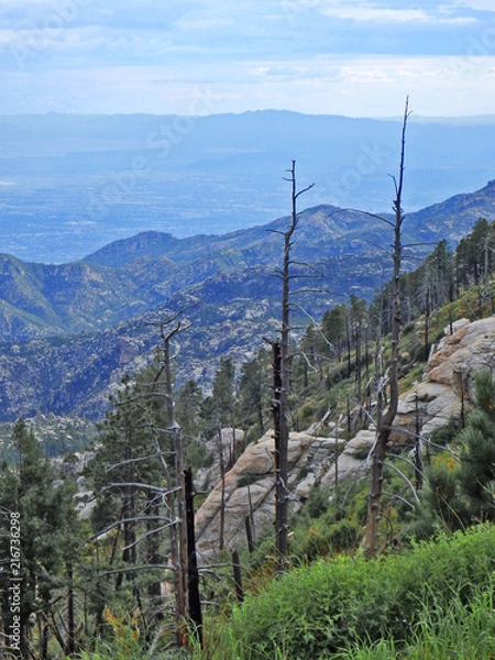 Obraz Scenic View on Mount Lemmon in Tucson