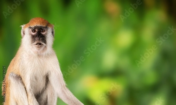 Obraz Monkey animal on natural background