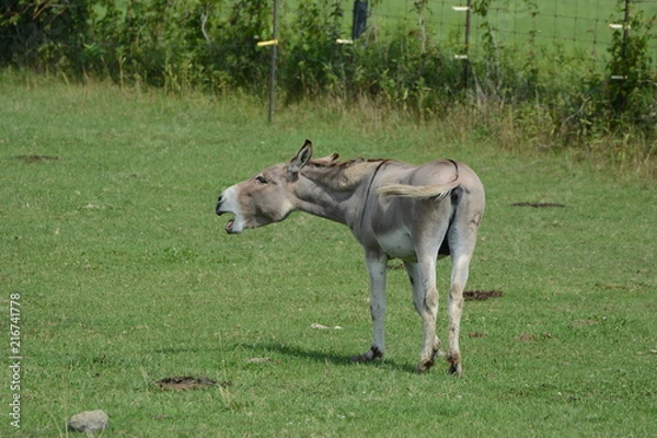 Obraz Donkey in Pasture
