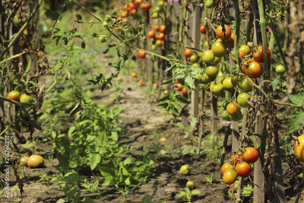 Fototapeta Sick tomatoes in the garden, the vegetables infected with late blight, a blight on the crop