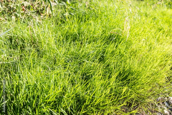 Obraz gras am flussbett