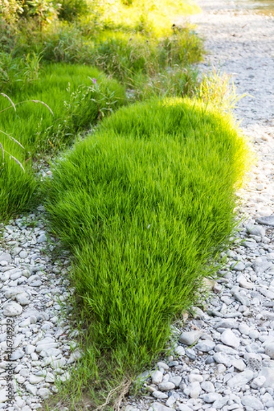 Obraz gras am flussbett