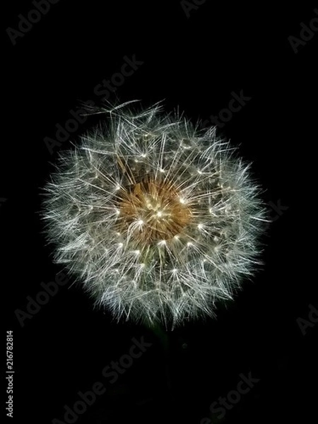 Fototapeta Dandelion at Night