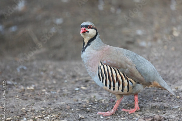 Fototapeta Chukar partridge (Alectoris graeca) searching for food. Alectoris chukar is very similar to European rock partridge.