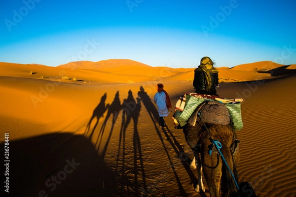 Fototapeta Tourist is riding a camel in caravan over the sand dunes in Sahara desert with strong camel shadows on a sand